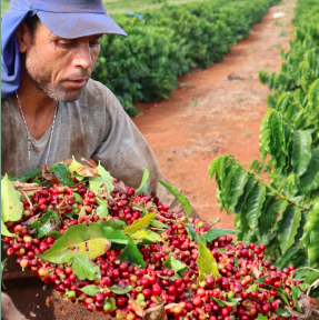 Brazil Guariroba Anaerobic Natural from Alchemy Coffee