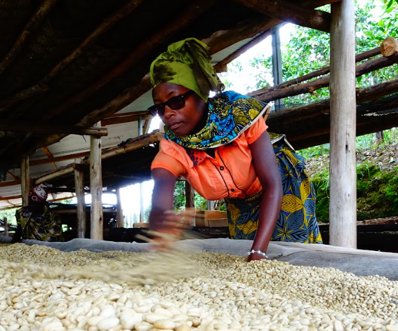 Burundi Rugembe Hill from Alchemy Coffee