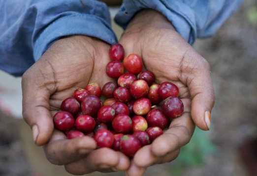 India Ghattadahally from Alchemy Coffee