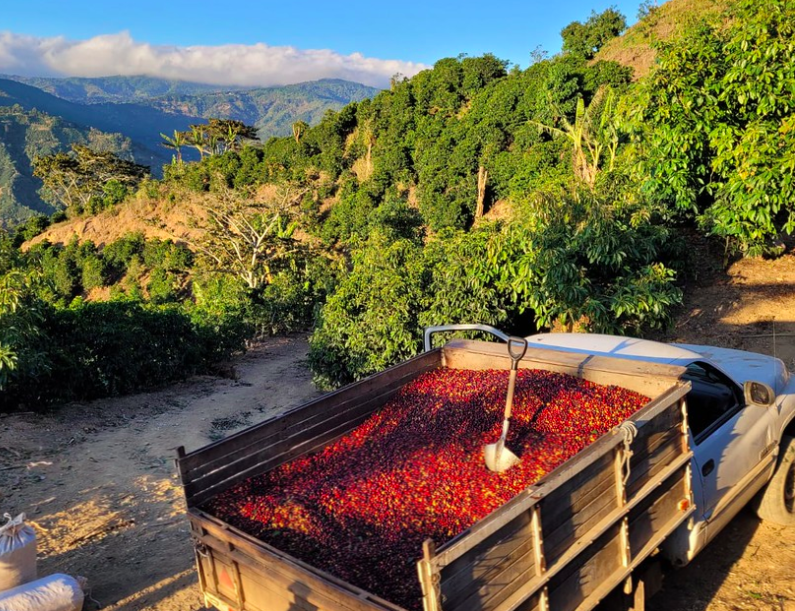 Elixir Espresso – Costa Rica El Bosque from Alchemy Coffee