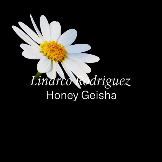 Colombia — Linarco Rodriguez Honey Geisha from Assembly Coffee London