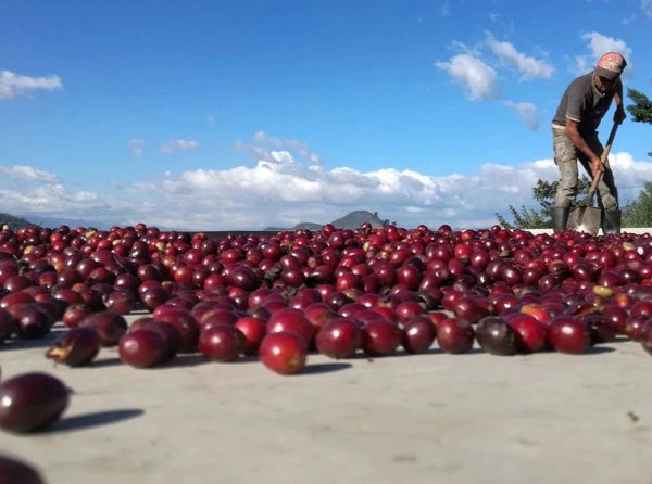 Antonio Gonzales La Nueva Montaña from Crankhouse Coffee