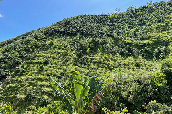 Cecilia Hoyos, El Carmen - Espresso Roast from Crankhouse Coffee
