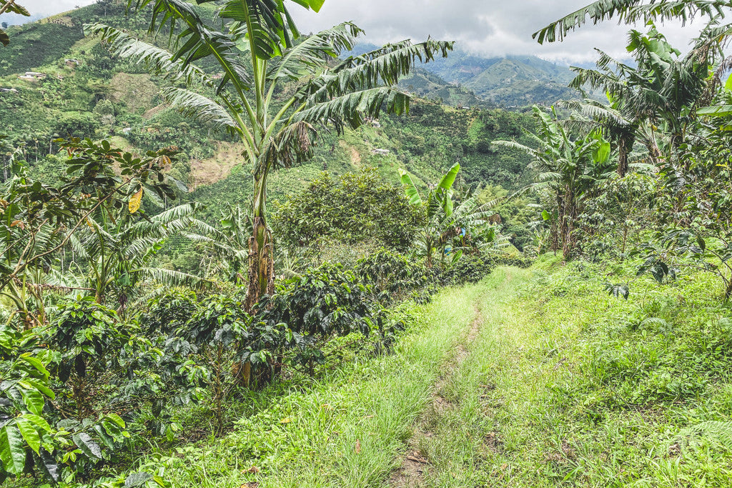 Cesar Pedroza - Finca La Camelia from Crankhouse Coffee