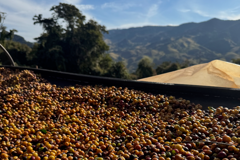 COCARIVE Baba's blend from Crankhouse Coffee