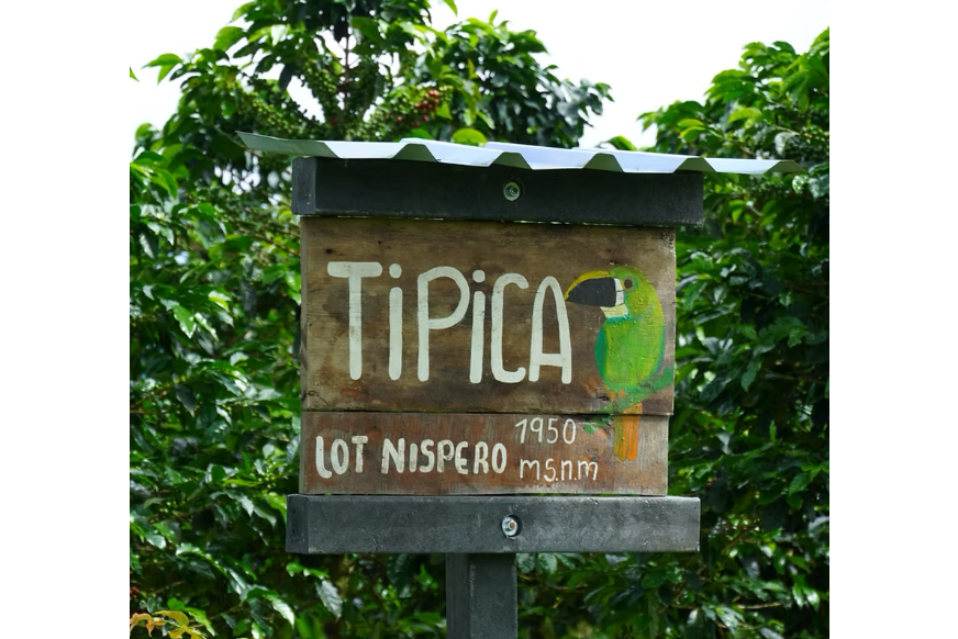 Los Nogales Origins Typica from Crankhouse Coffee