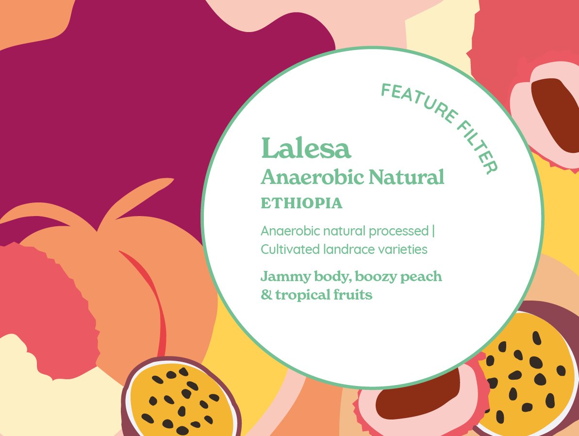 Lalesa (Anaerobic Natural) | Ethiopia from Curve Coffee Roasters
