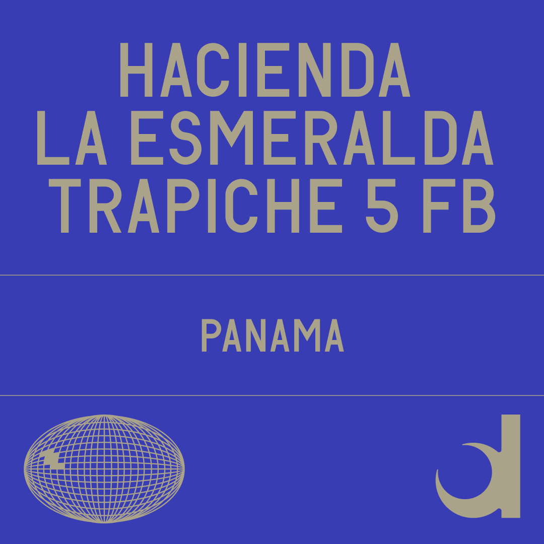 Trapiche 5 Fb Washed from Datura Coffee