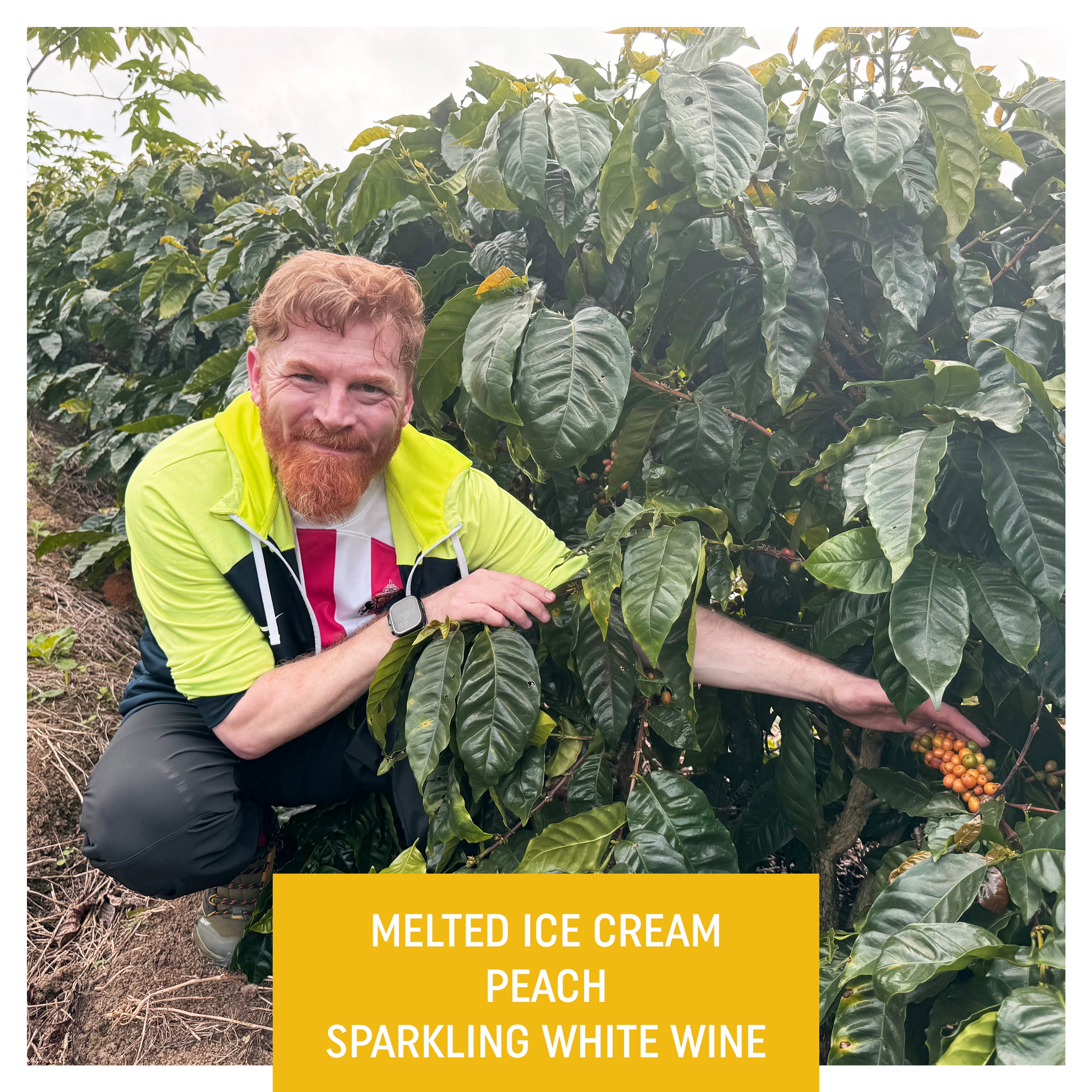 Finca Sunderland Red Honey Yellow Pacamara, Nicaragua from Drop Coffee Roasters