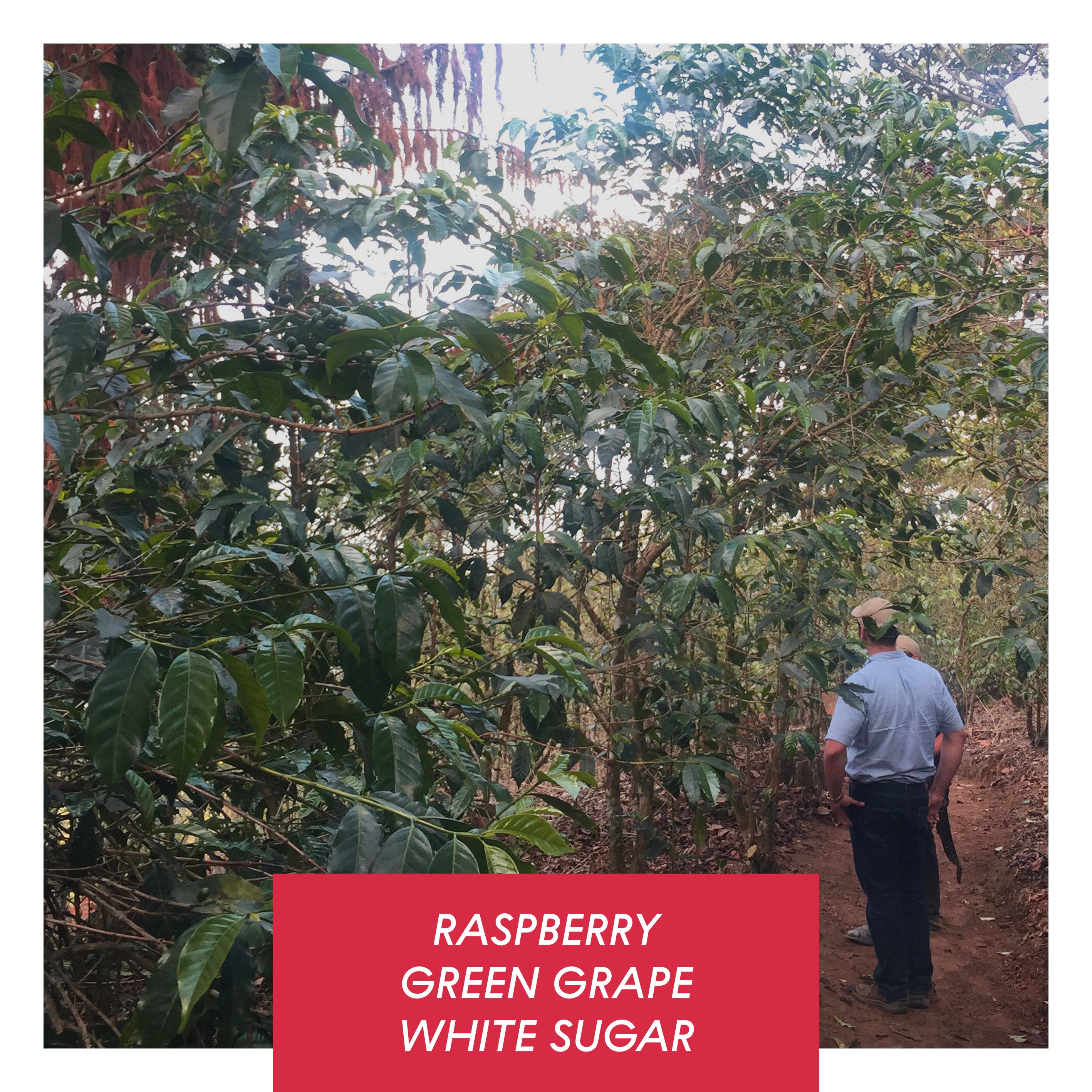 Las Brumas, Honey SL28, El Salvador from Drop Coffee Roasters