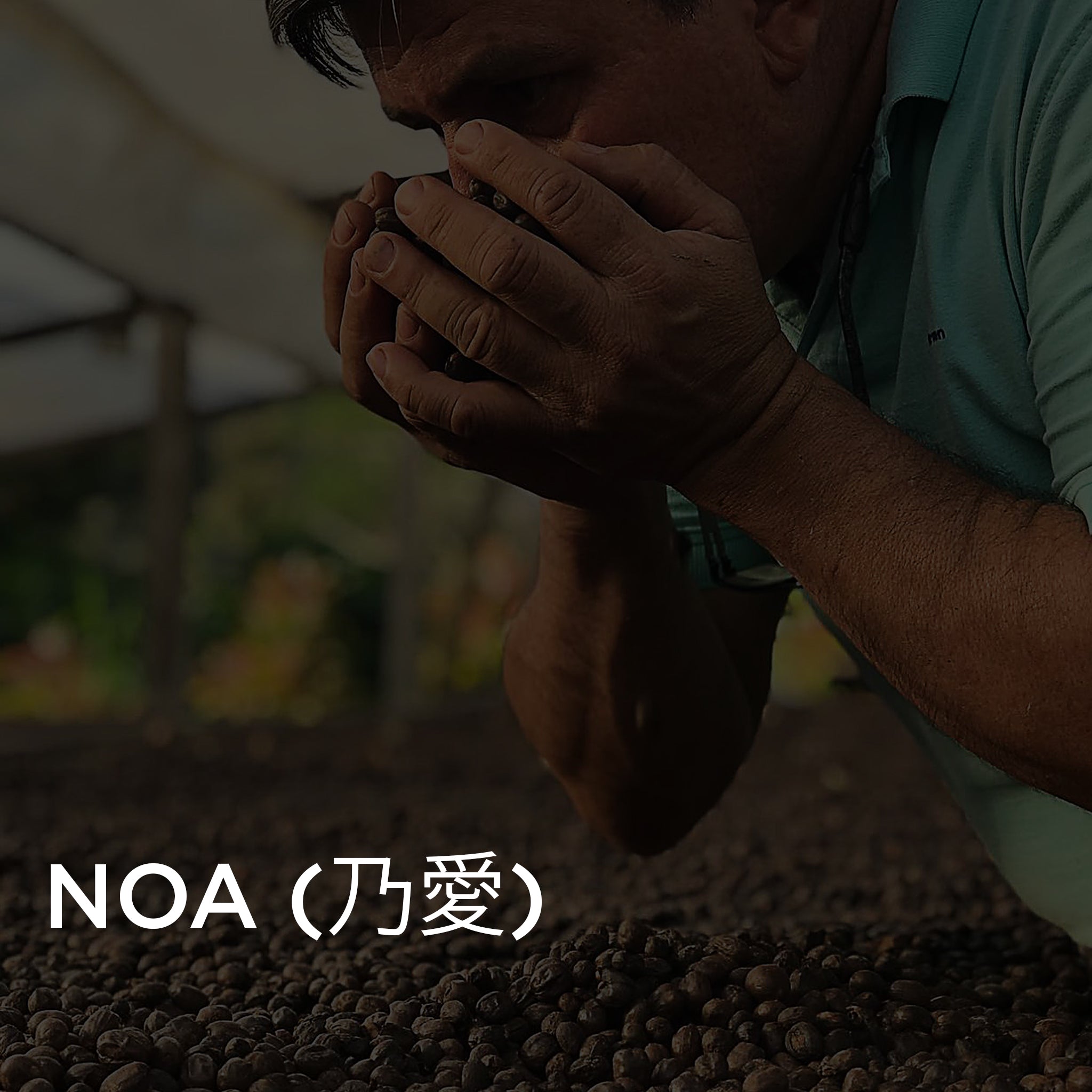 NOA (乃愛) GESHA from Glass Coffee