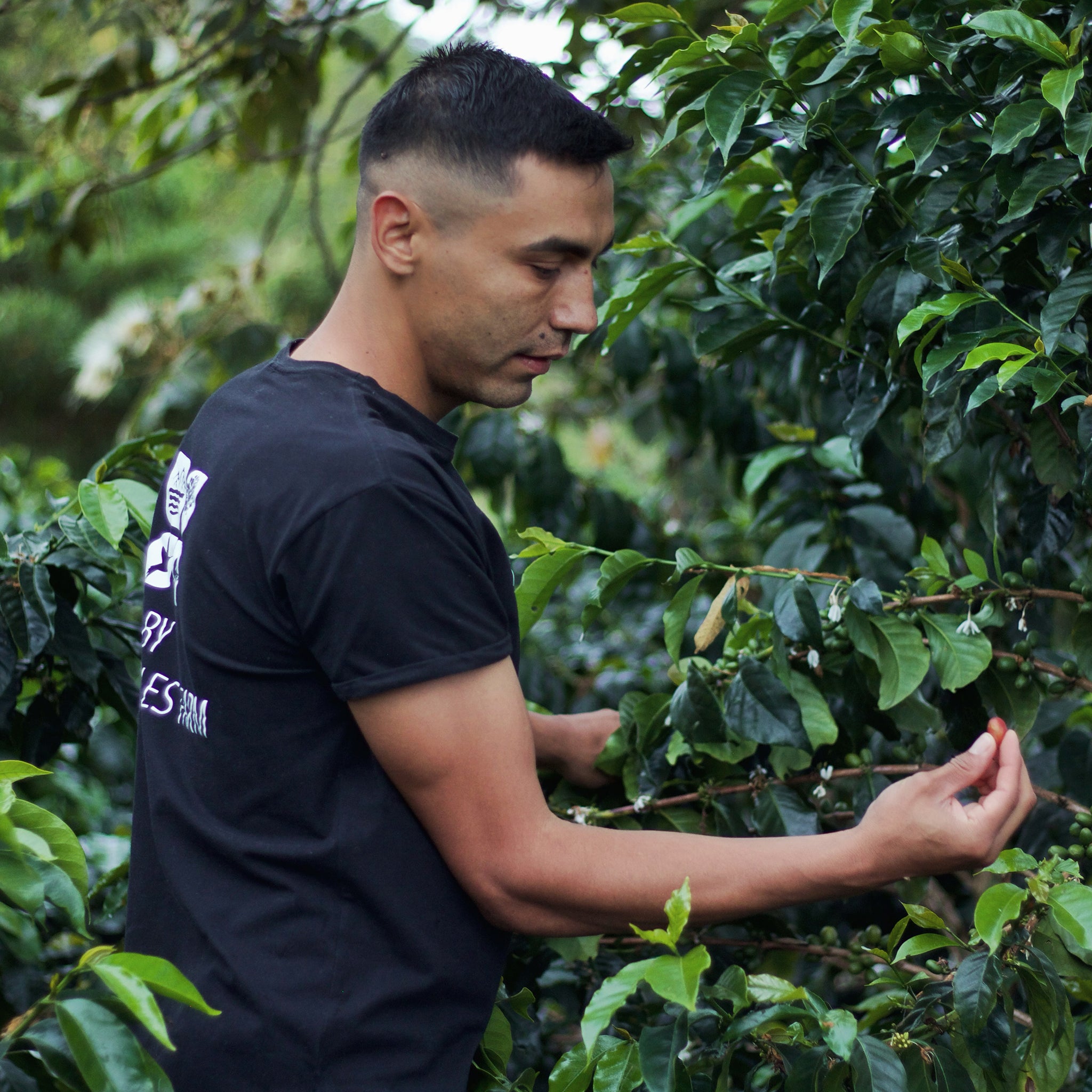 Anibal Plazas Tabi Calma Washed from Glass Coffee