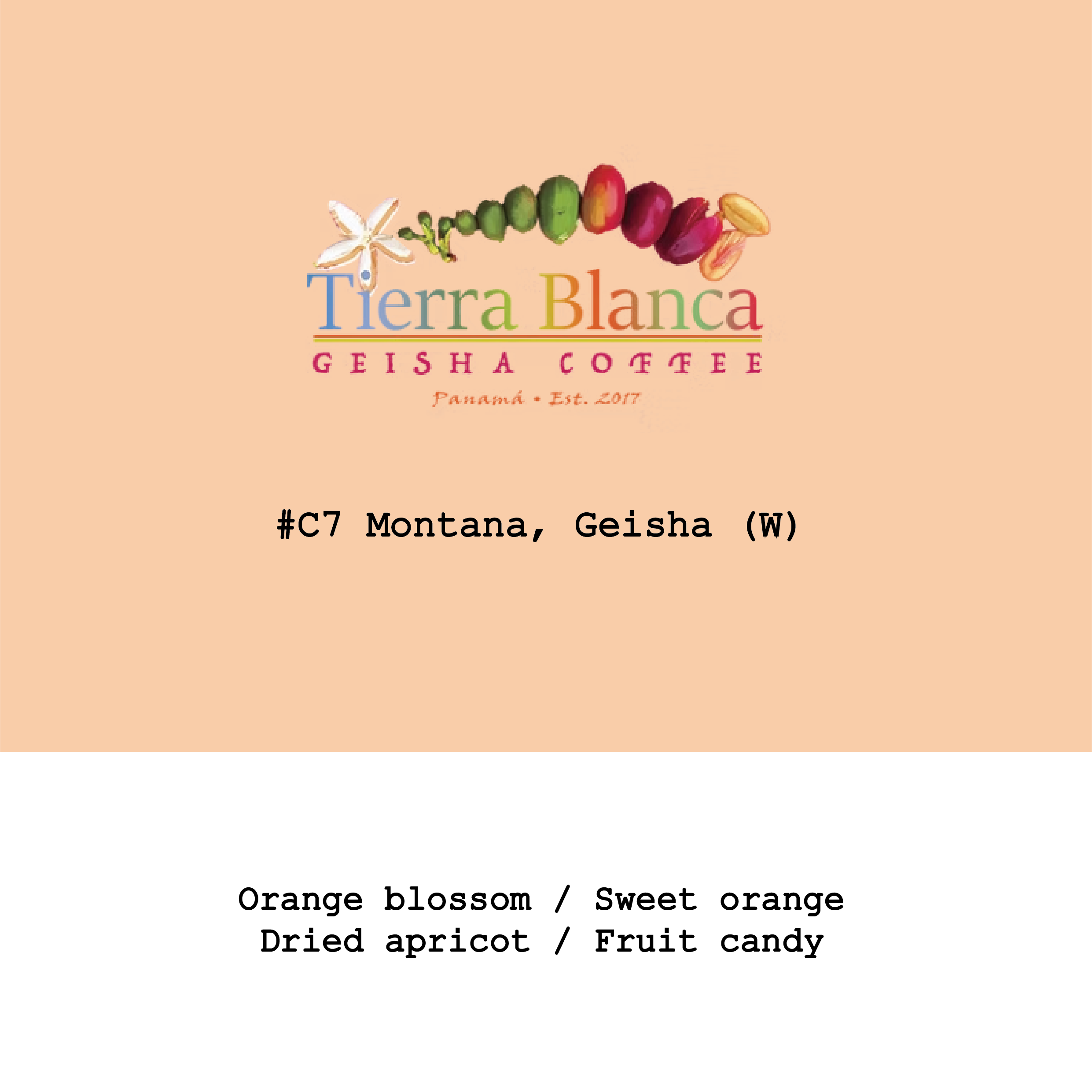 Panama Tierra Blanca-Cordilera farm Green Tip Geisha from Goût and Co