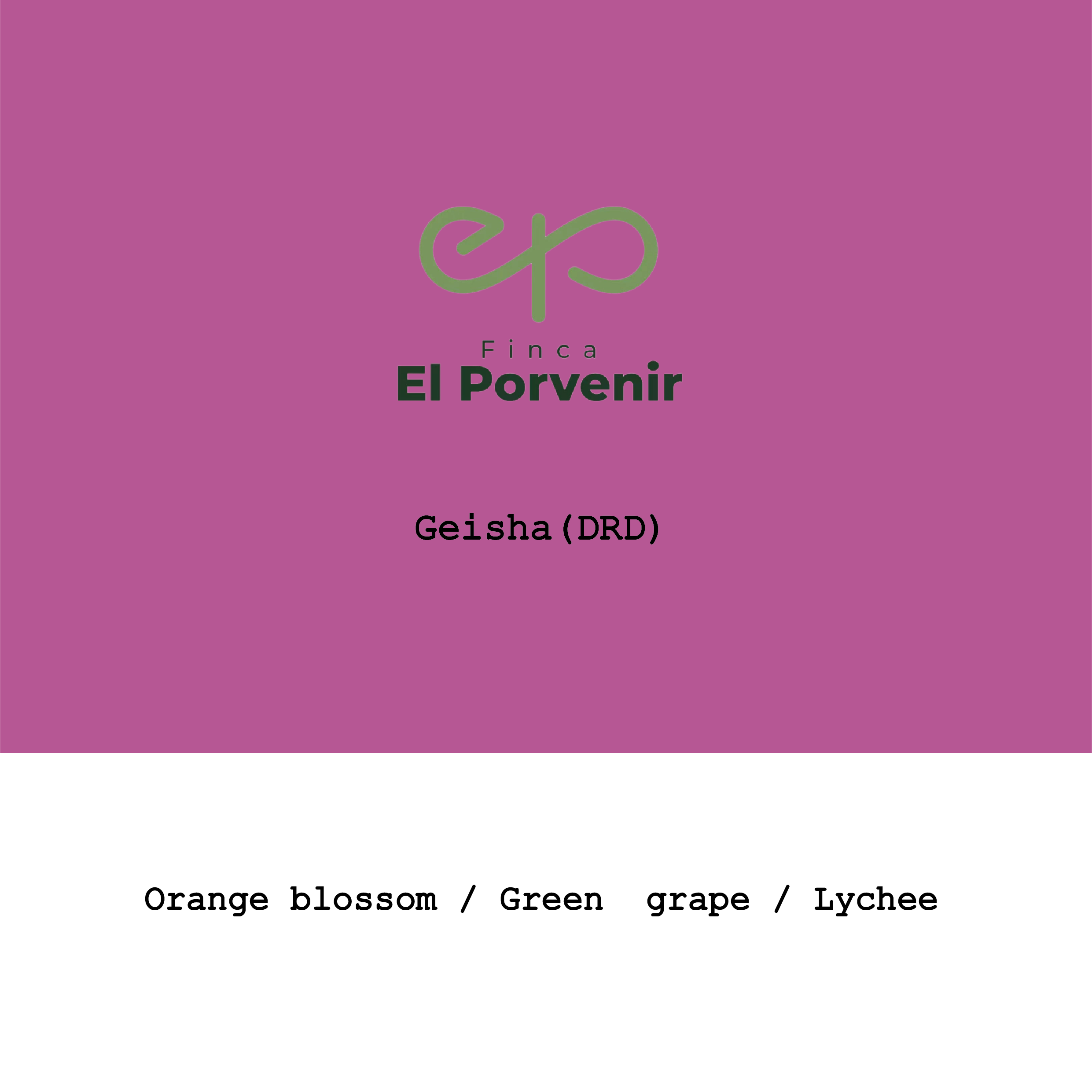 Colombia El Porvenir Geisha DRD Honey from Goût and Co