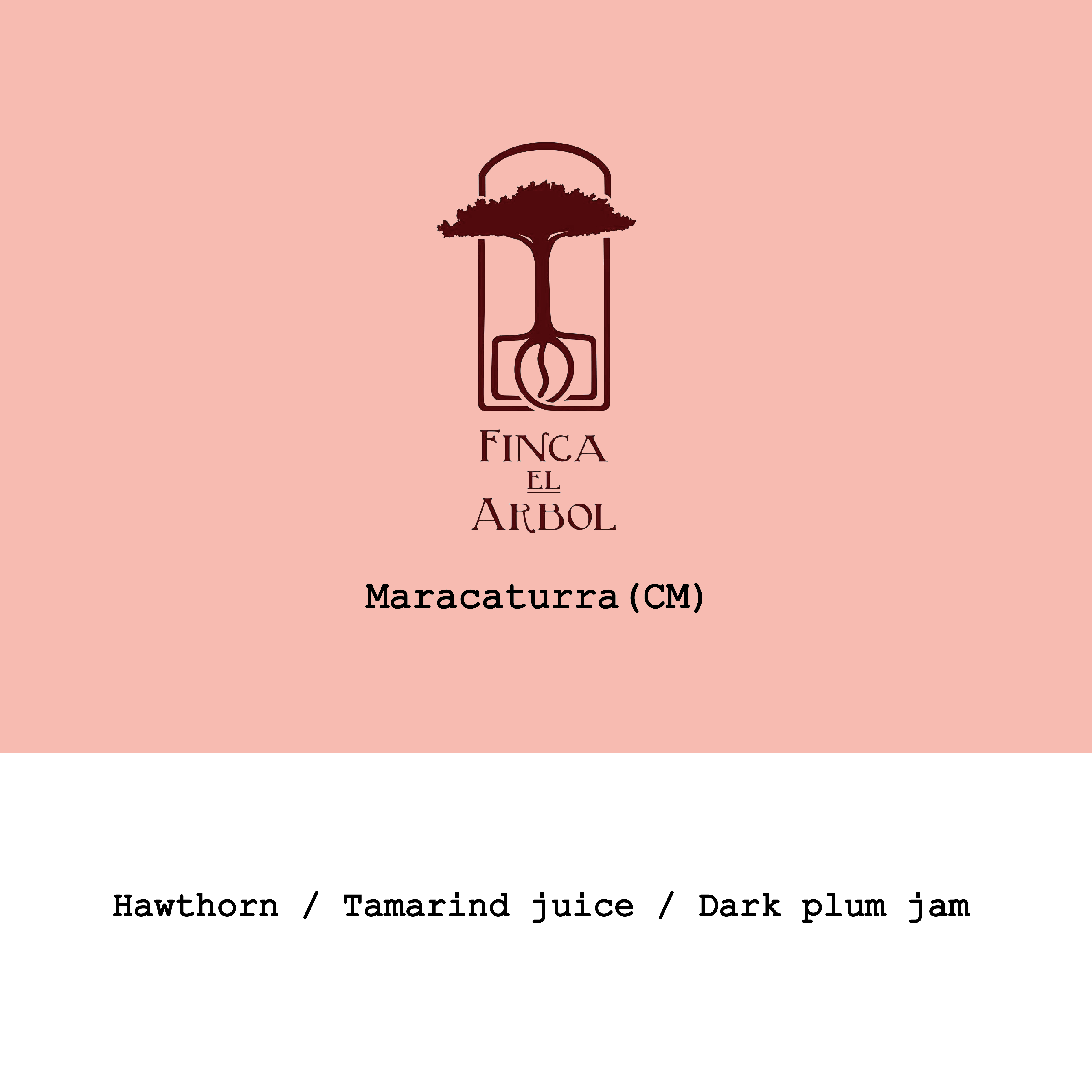 Nicaragua Finca El Árbol Maracatura Carbonic Maceration Natural from Goût and Co