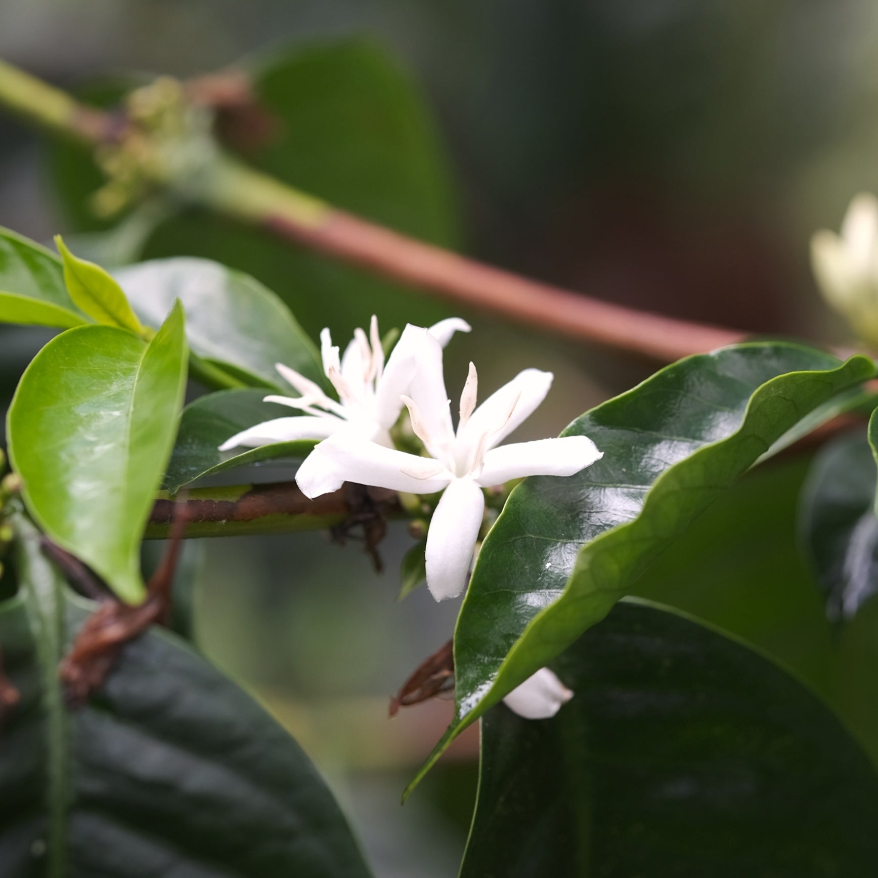Sidra - Washed "Ritacuba Blanco Peak" - Potosi, Cafe Granja La Esperanza from Hydrangea Coffee Roasters