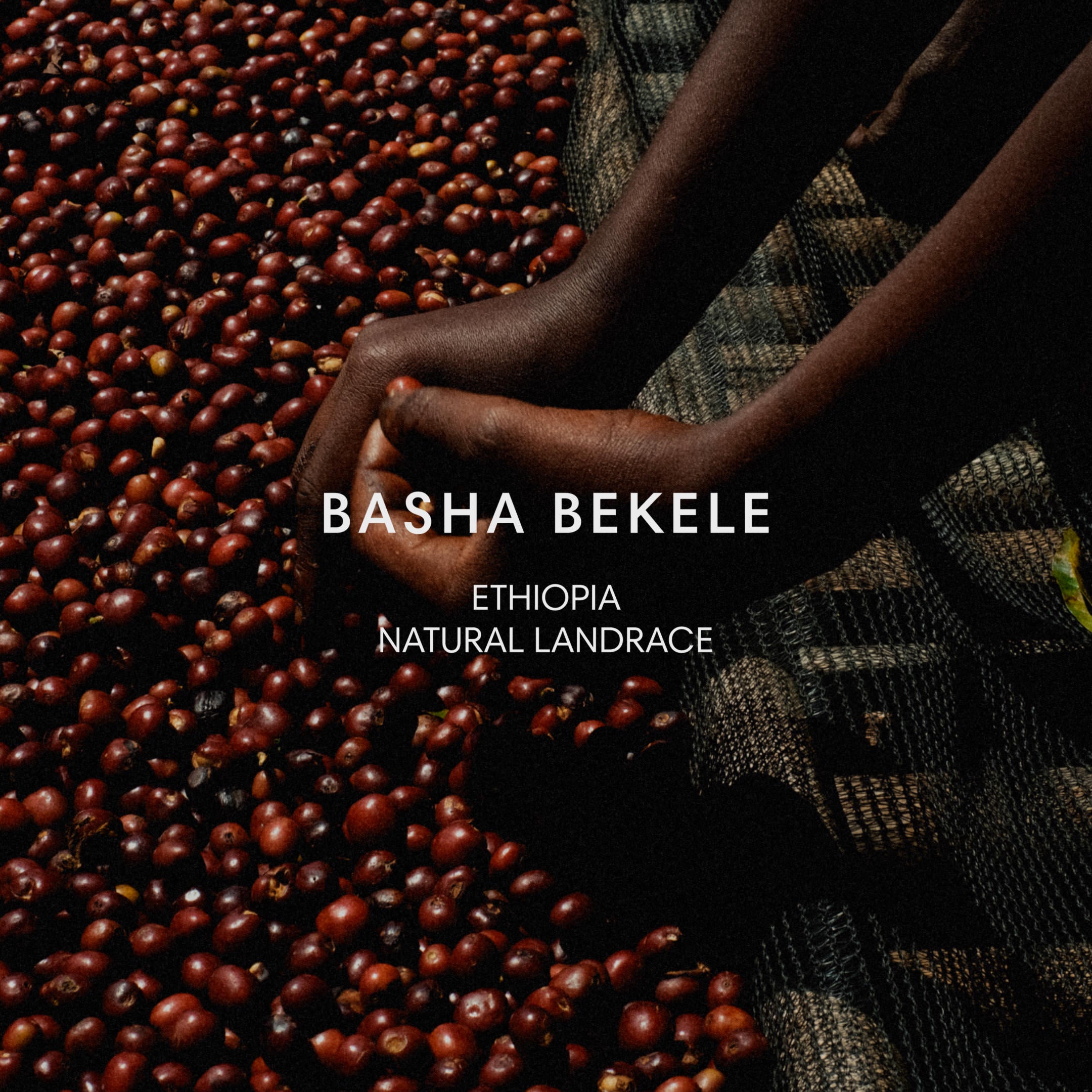 Basha Bekele from Mazelab Coffee