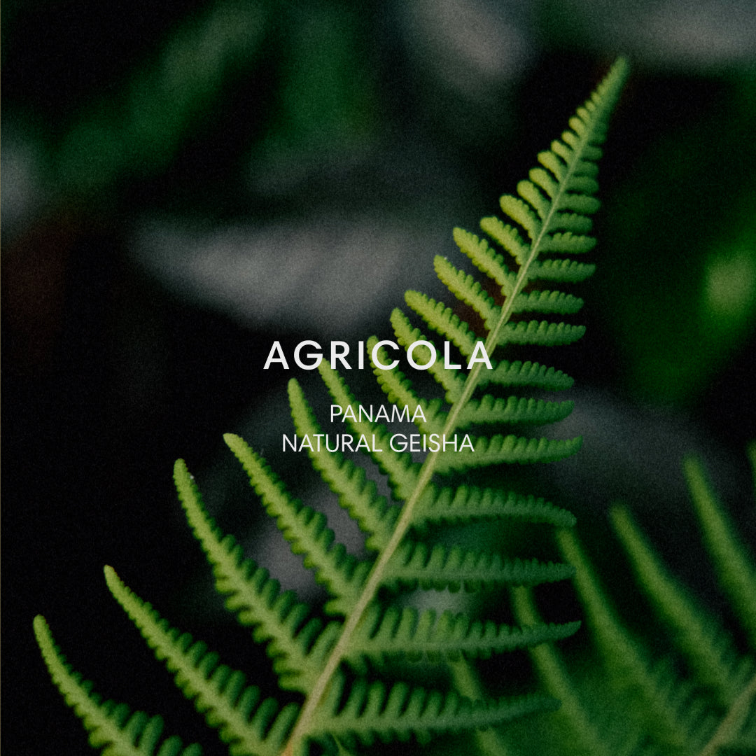 AGRICOLA #202 from Mazelab Coffee