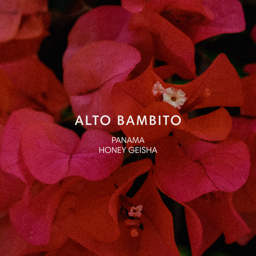 ALTO BAMBITO #1304 from Mazelab Coffee