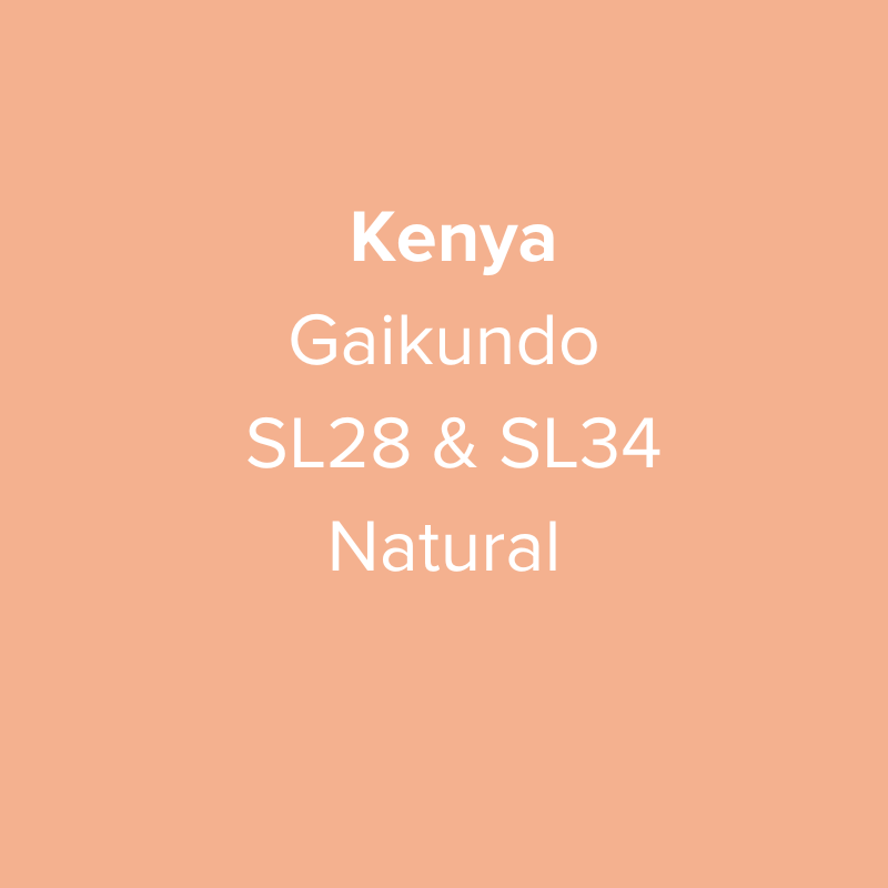Kenya Nyeri Gaikundo SL28 & SL34 Natural from Oma Coffee Roaster