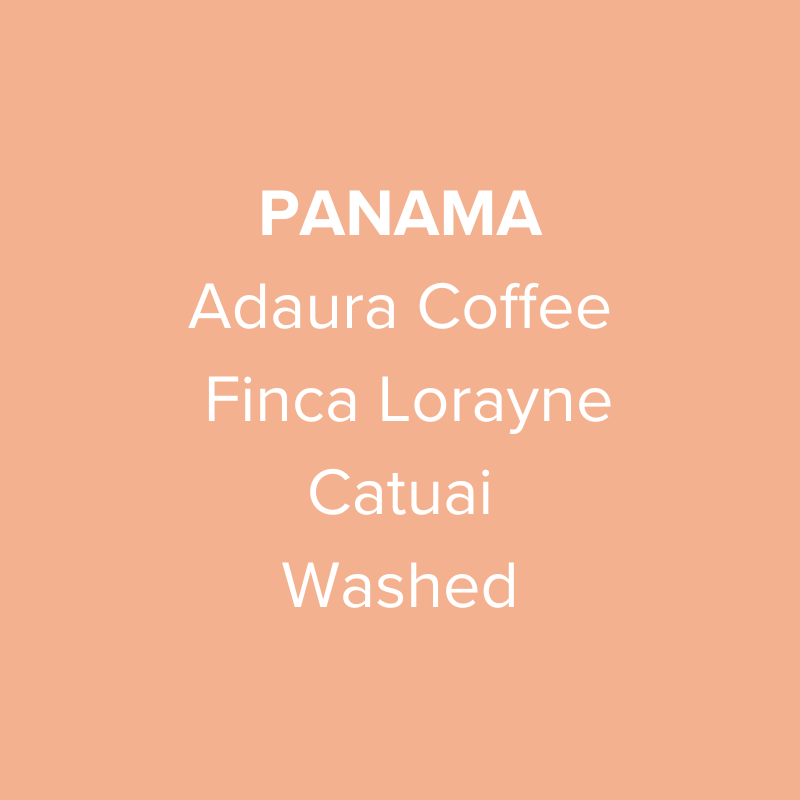 Panama Adaura Coffee Catuai Washed from Oma Coffee Roaster