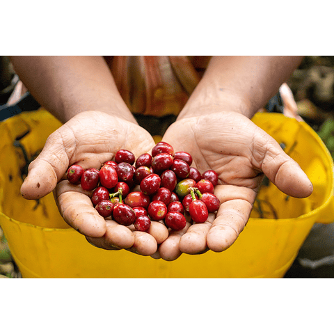 Carlos Arcila Gesha Natural EF2 from Original Green Roasters