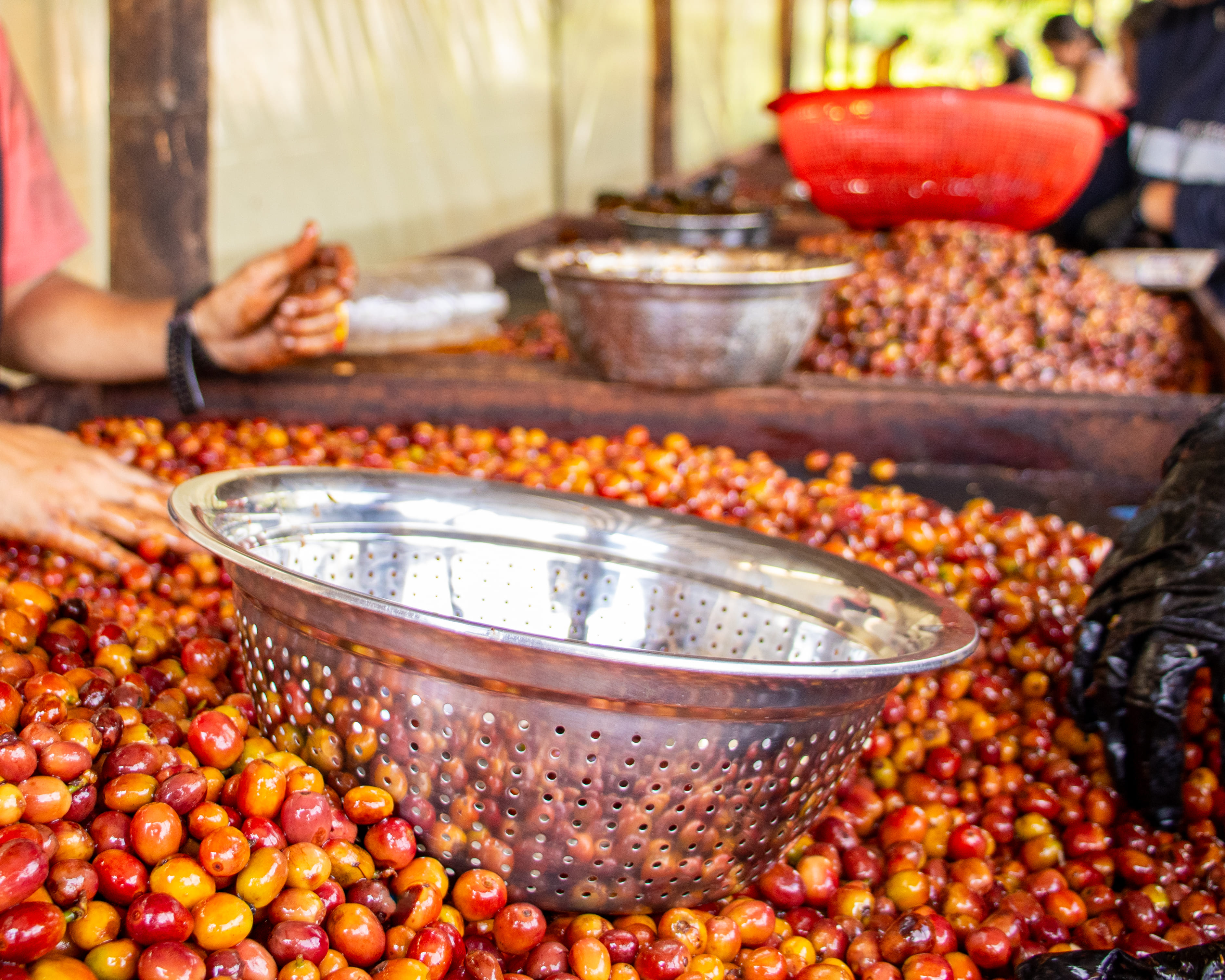 Jairo Arcilla Castillo Grape from Original Green Roasters