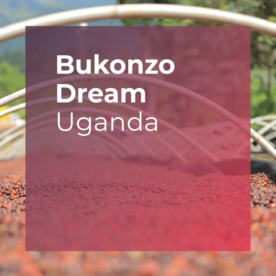 BUKONZO DREAM, Natural from PLOT Roasting
