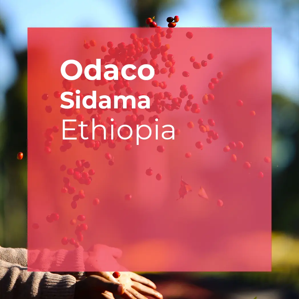 ODACO, Sidama Natural from PLOT Roasting