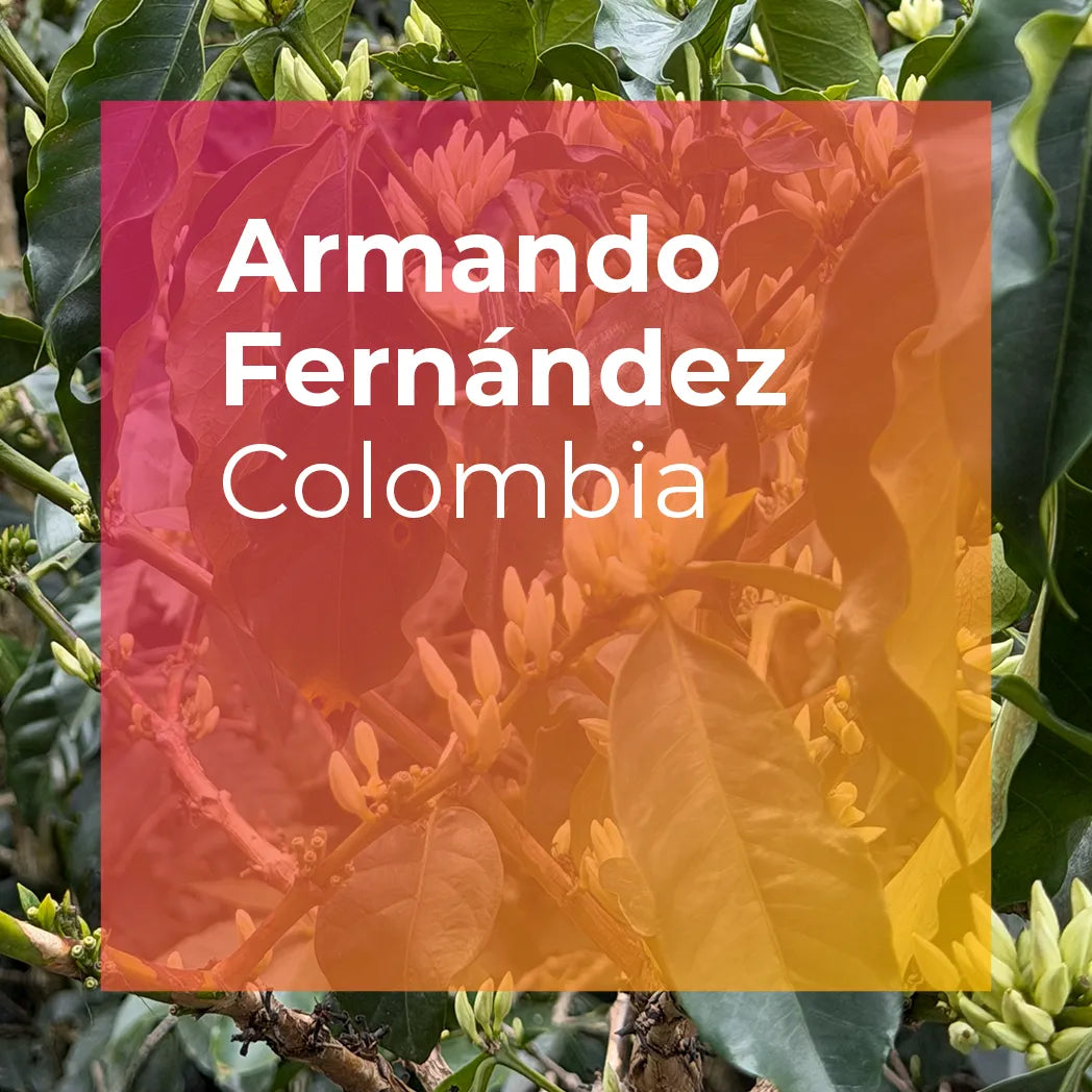 ARMANDO FERNÁNDEZ, Washed Gesha from PLOT Roasting