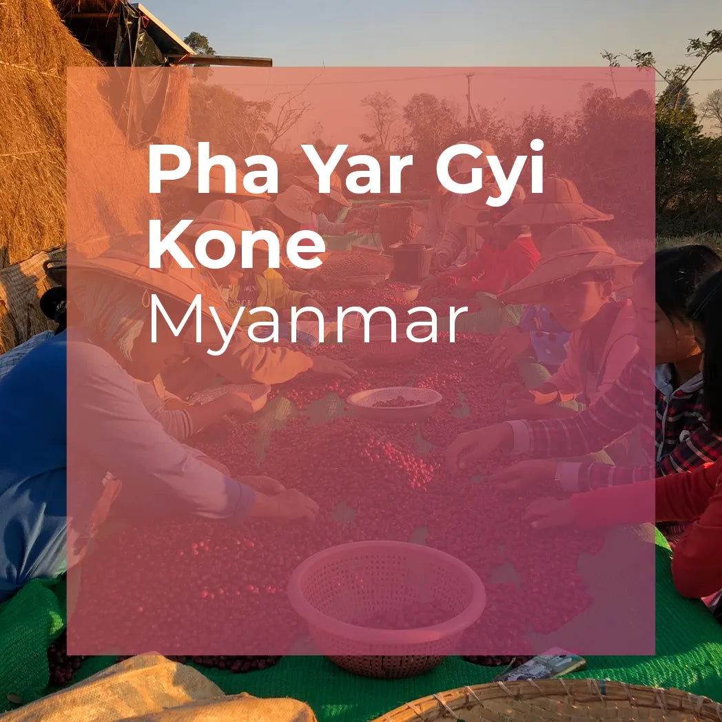 PHA YAR GYI KONE, Community Lot from PLOT Roasting