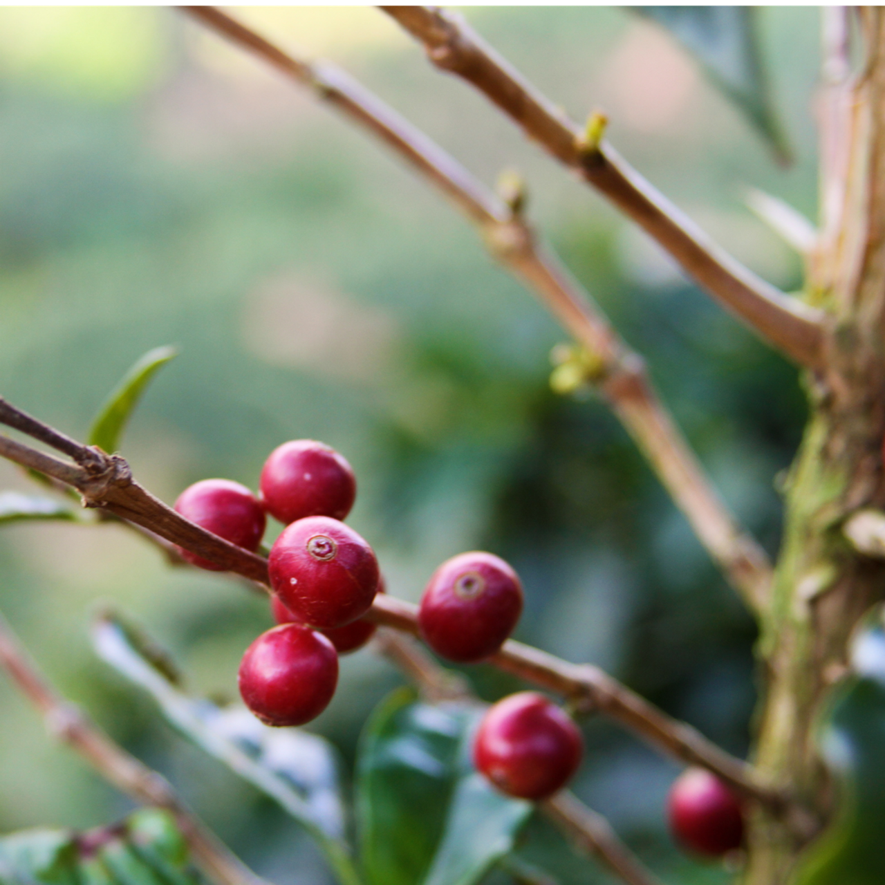 Throttle from Revel Coffee