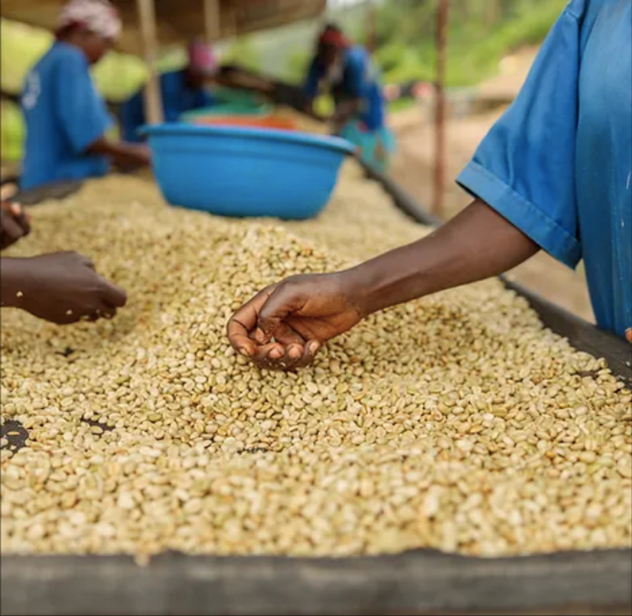 Ethiopia Guji Ismael Hassen from Revel Coffee