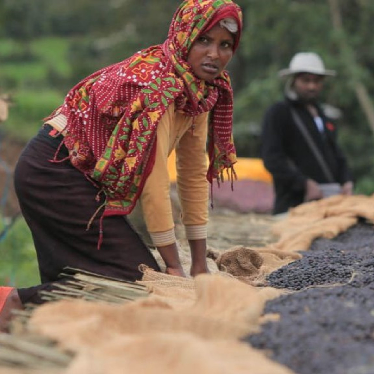 Ethiopia Natural Buku from Revel Coffee