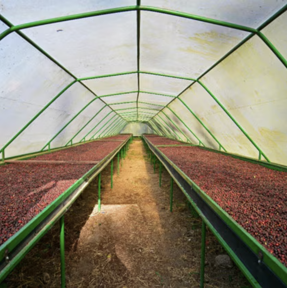 Nicaragua La Bastilla Geisha Natural from Revel Coffee