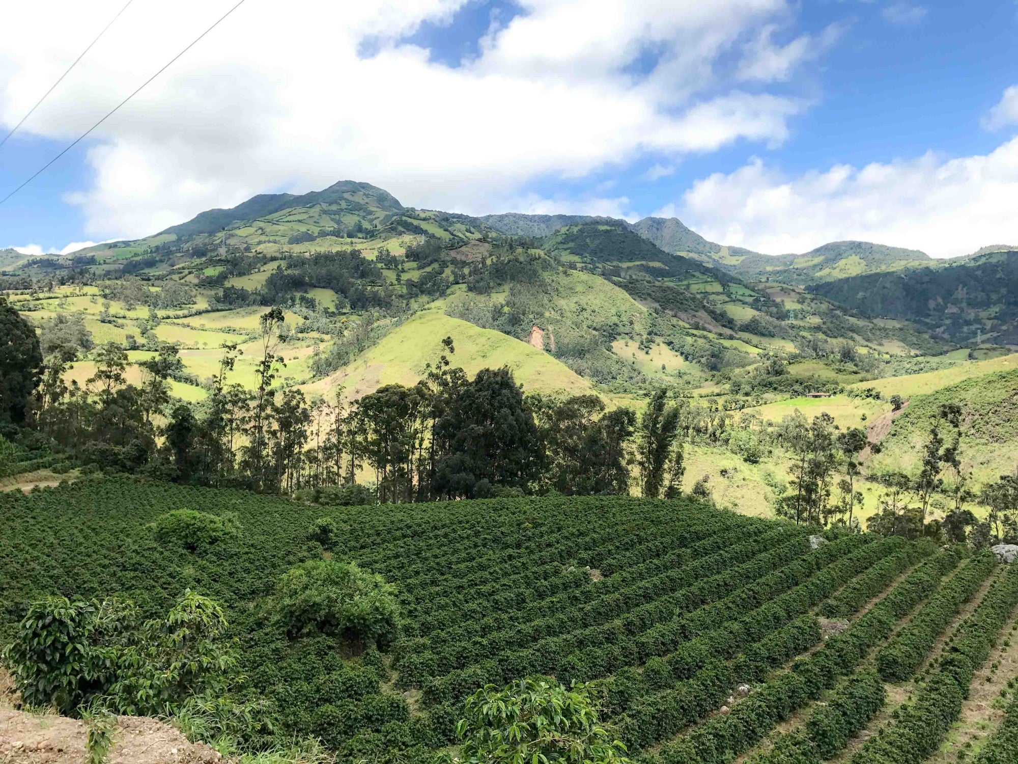 Colombia Atunkaa Decaf from Skylark Coffee