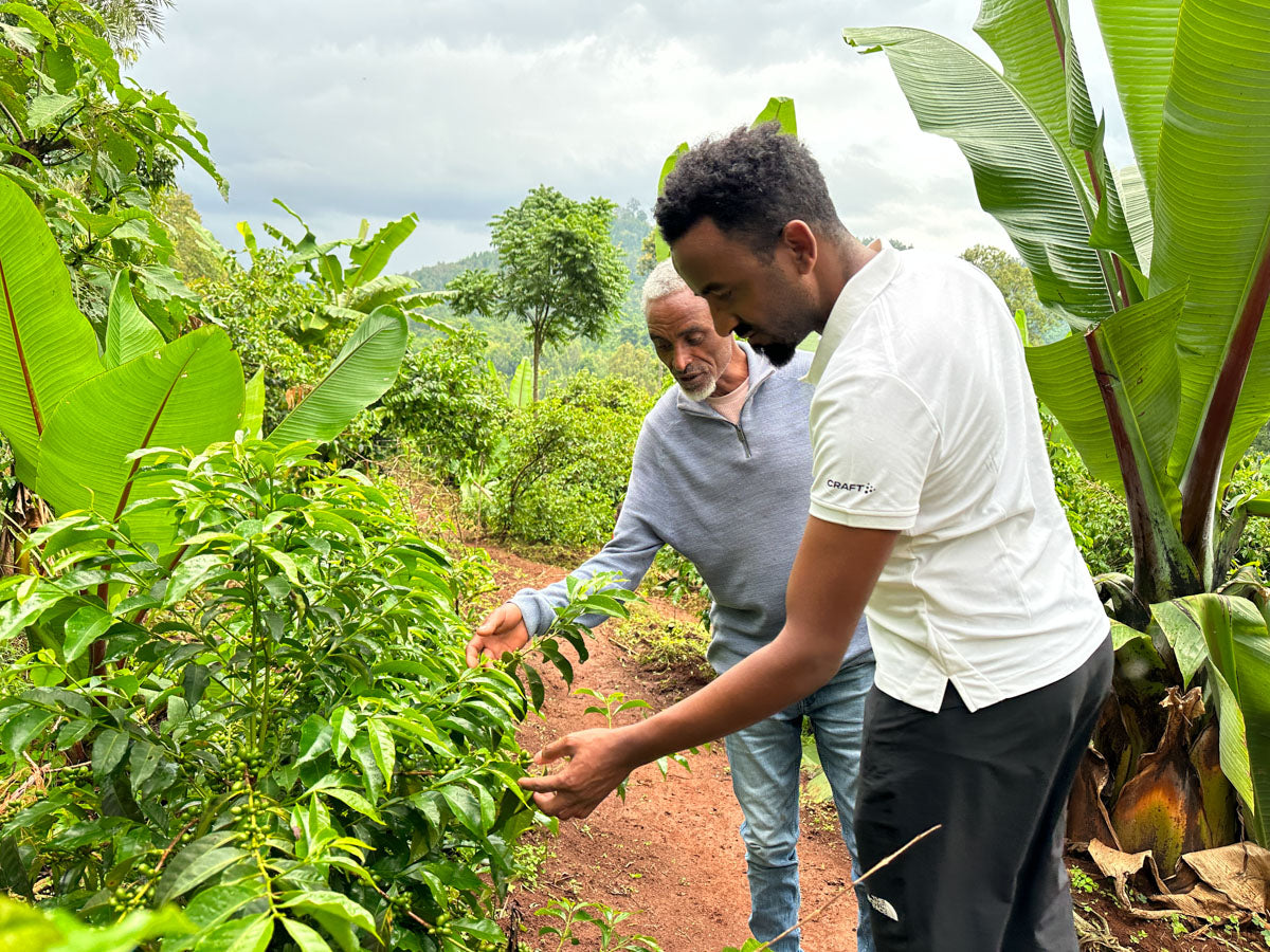 Ethiopia Fikr Getachew Lactic from Skylark Coffee