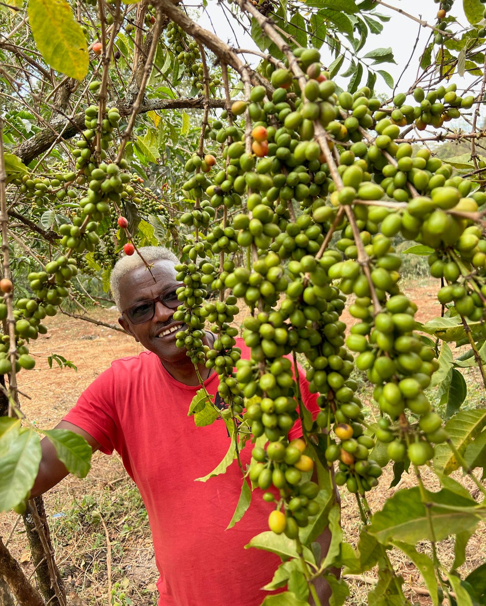 Ethiopia Demelesh Guji Anaerobic Natural from Skylark Coffee