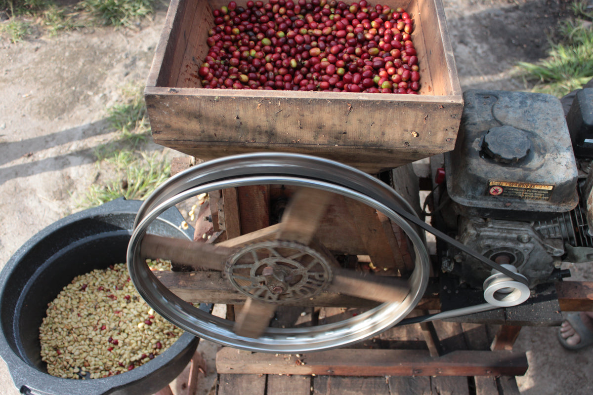 Sumatra Sesongot Natural from Skylark Coffee