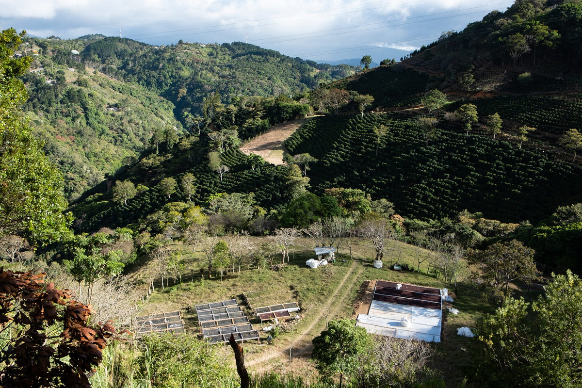 Costa Rica Roble Negro Washed from Skylark Coffee
