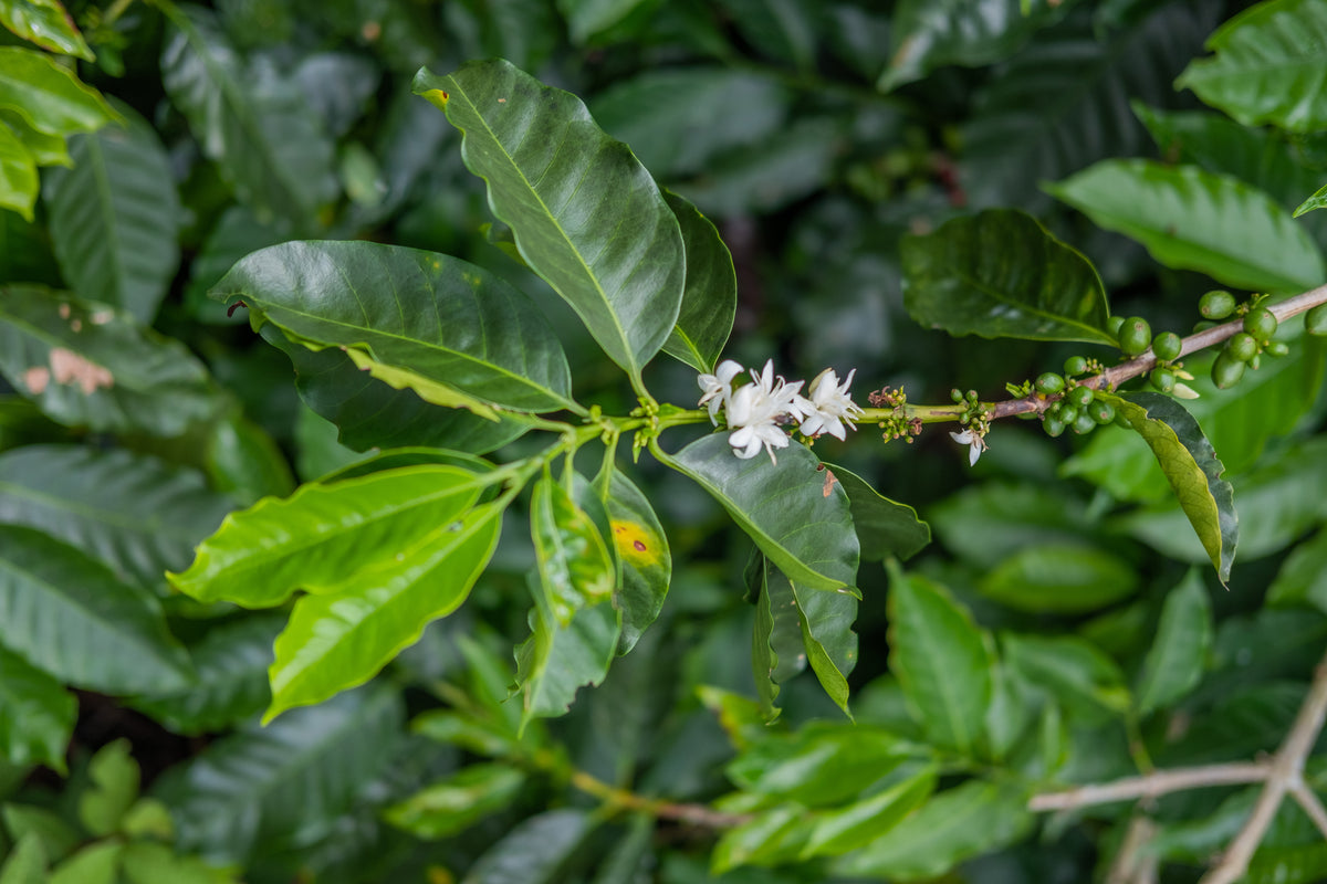 Costa Rica Aquiares Centroamericano Thermic from Skylark Coffee