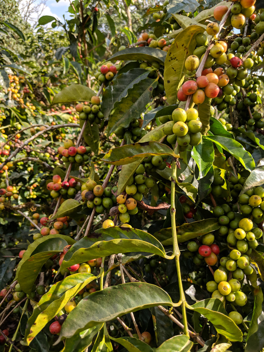 Holiday Blend from Skylark Coffee