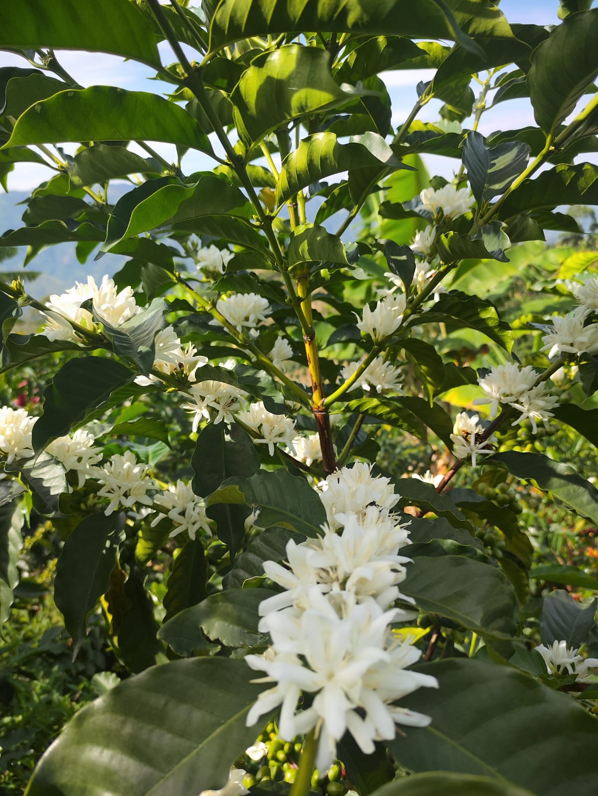 Colombia Luz Angela Rojas Chiroso from Skylark Coffee