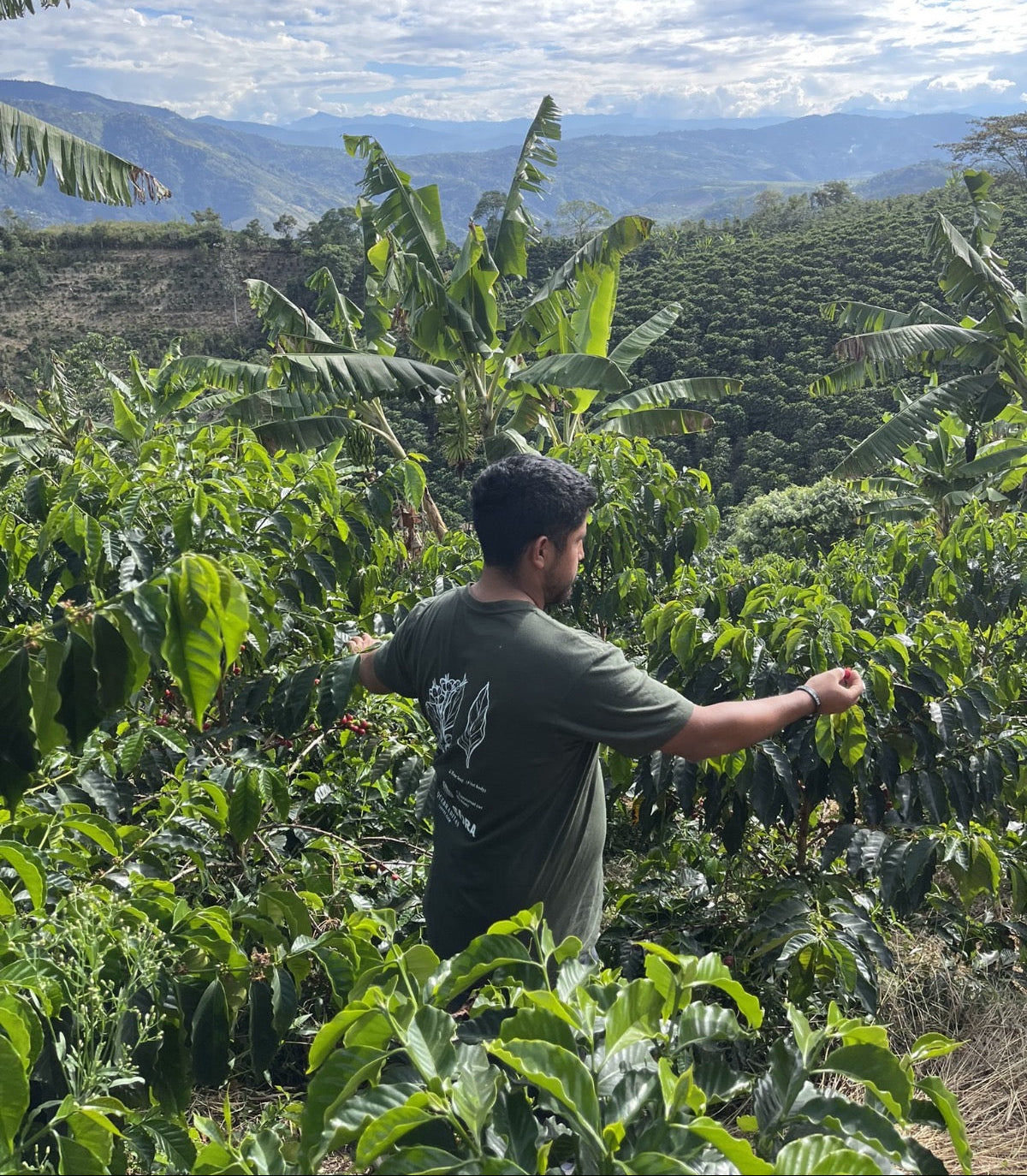 Colombia Edinson Argote Pink Bourbon from Skylark Coffee