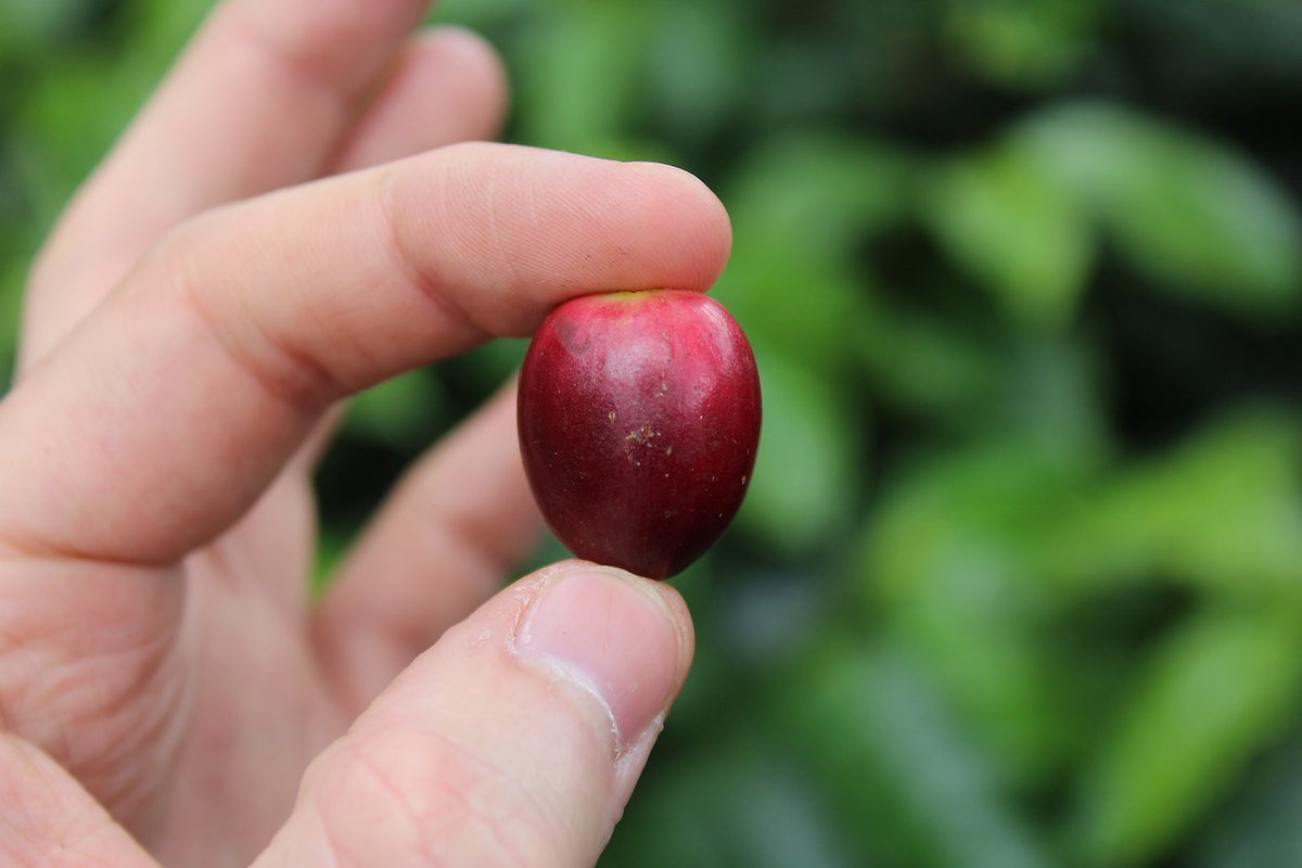 Colombia Wilder Lazo Sidra Natural from Skylark Coffee