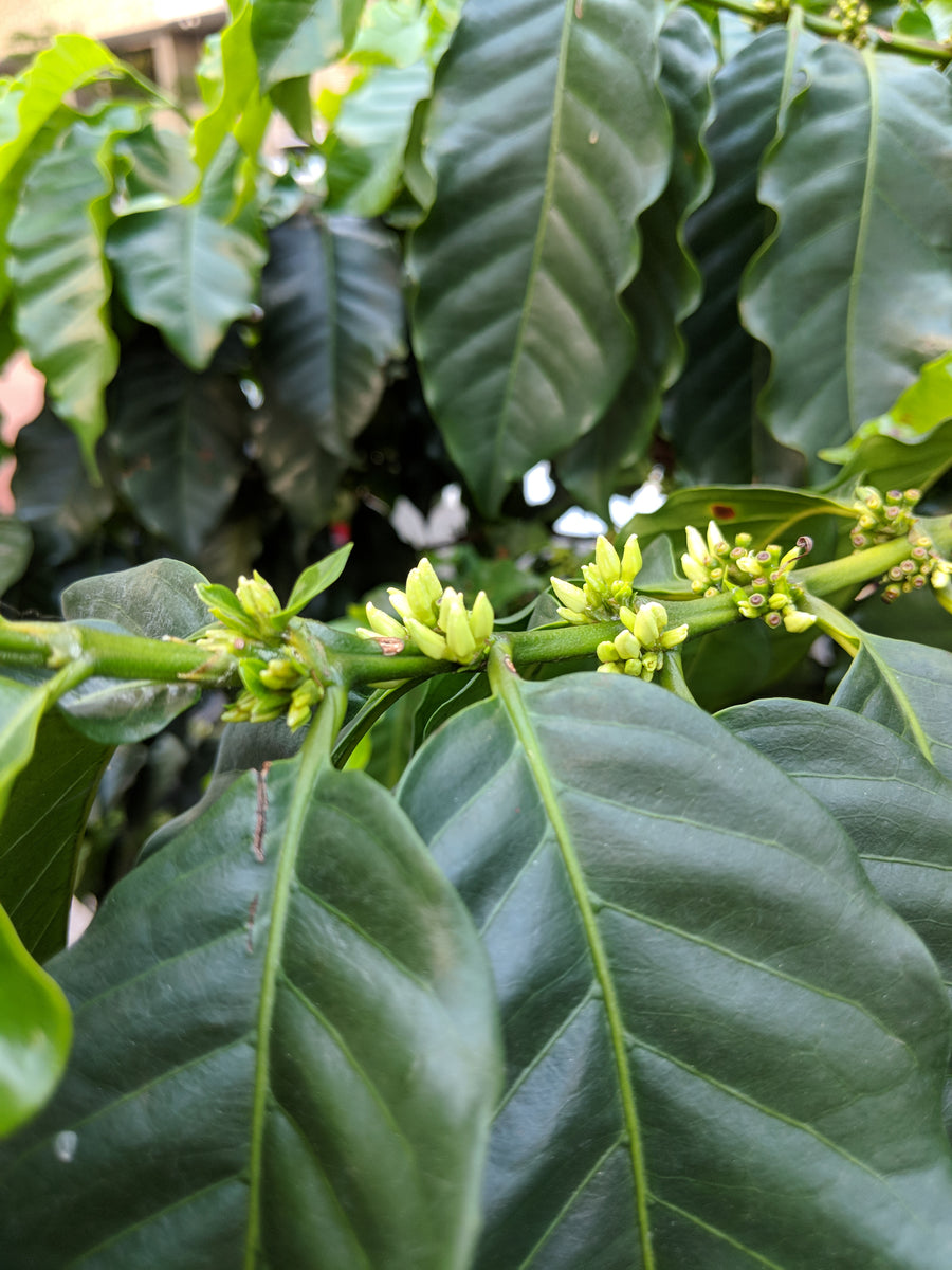 Colombia Encanto Gesha Honey from Skylark Coffee