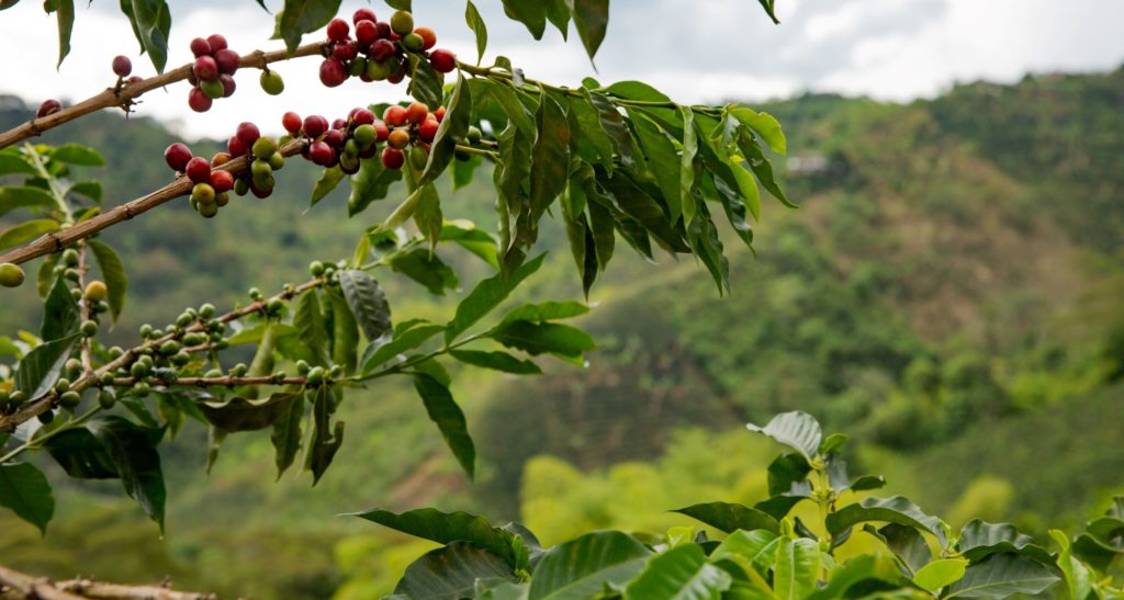 Colombia Encanto Natural from Skylark Coffee