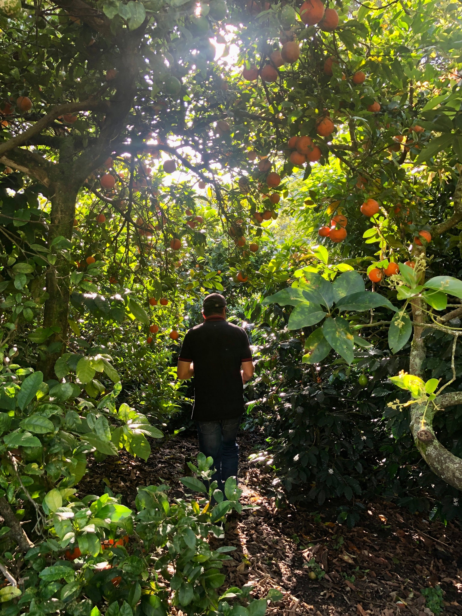 Colombia Guayaba Natural from Skylark Coffee