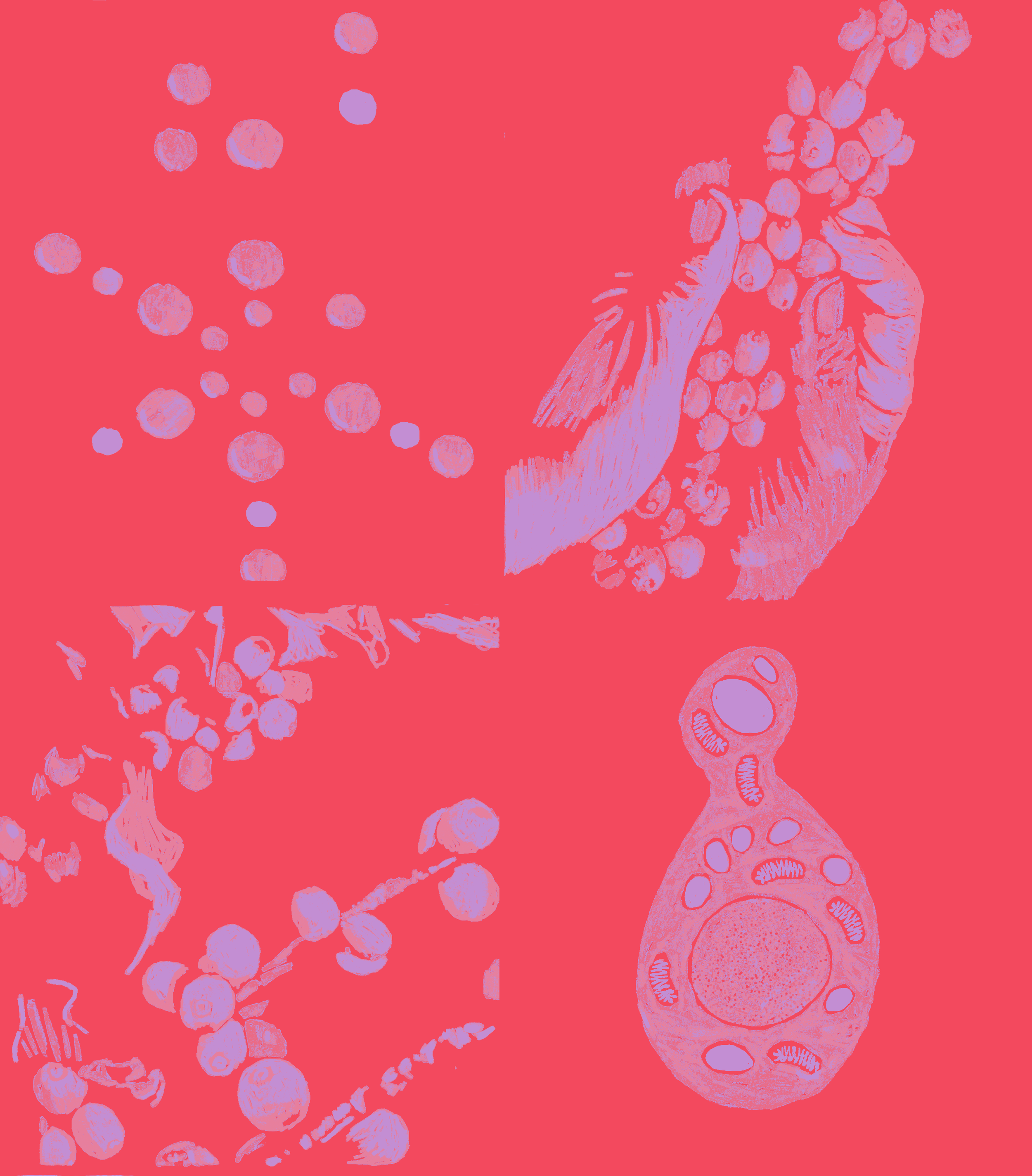 Mio Lacormo from Taith Coffee