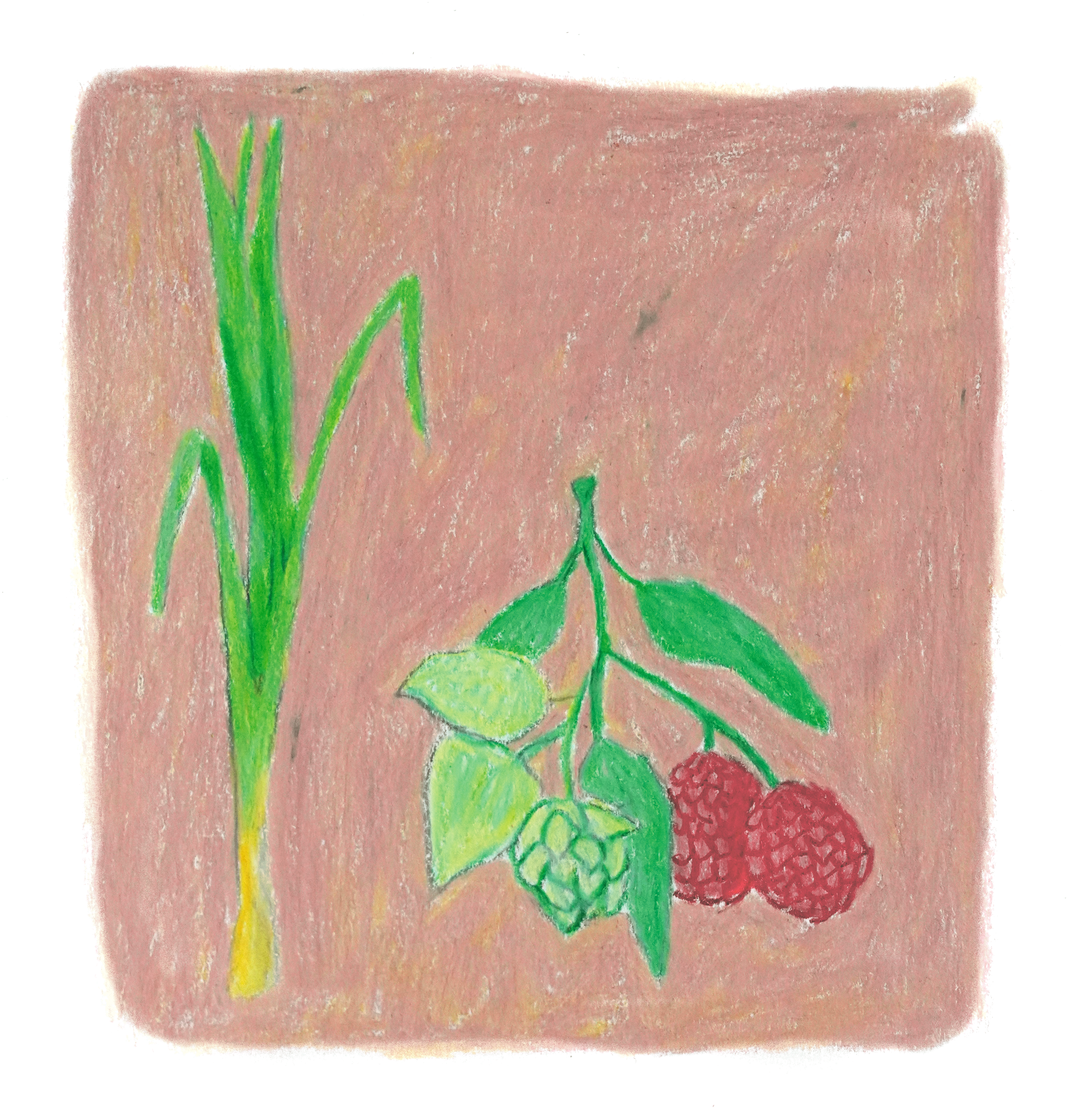 Sebastian Ramirez Session IPA Honey Session IPA Pink Bourbon Colombia from Taith Coffee